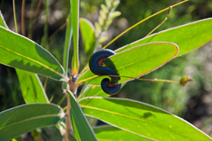 Orthoporoides