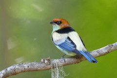 Stilpnia peruviana