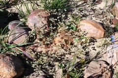 Adenogramma glomerata