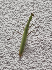 Mantis religiosa