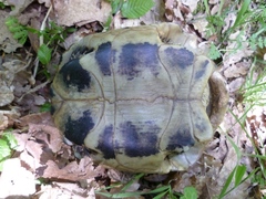 Testudo hermanni boettgeri