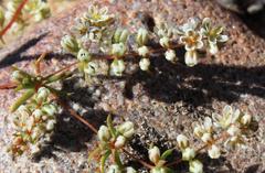 Adenogramma glomerata