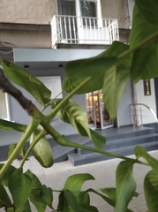 Juglans regia