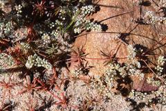 Adenogramma glomerata