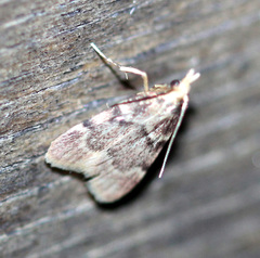 Acallis alticolalis