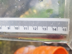 Lampetra richardsoni