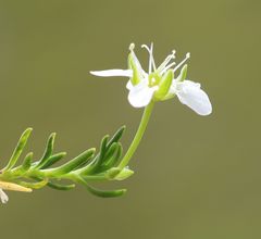 Moehringia ciliata