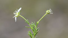 Moehringia ciliata