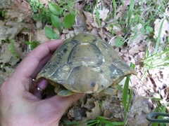 Testudo hermanni boettgeri