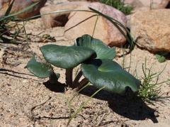 Pelargonium asarifolium