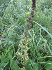 Pedicularis uralensis