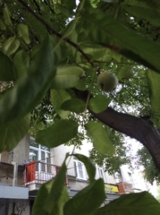 Juglans regia