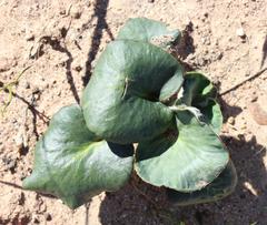 Pelargonium asarifolium