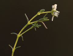 Moehringia ciliata