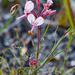 Bunny-ear Storksbill - Photo (c) magriet b, some rights reserved (CC BY-SA), uploaded by magriet b