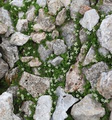 Moehringia ciliata