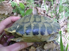 Testudo hermanni boettgeri