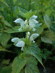 Lamium album