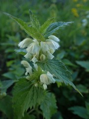 Lamium album