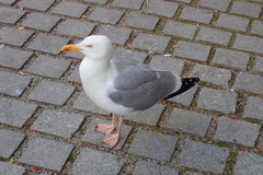 Larus argentatus
