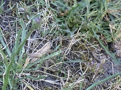 Euchorthippus elegantulus