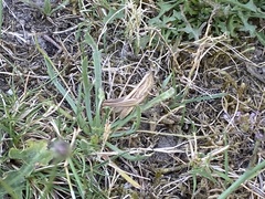 Euchorthippus elegantulus