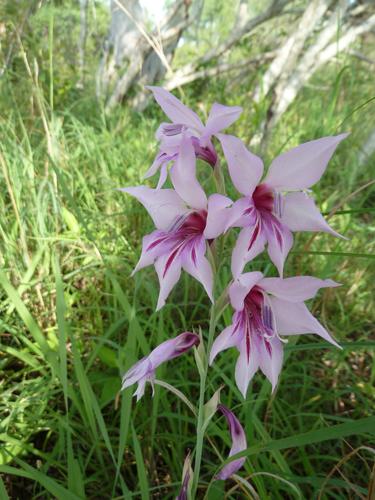 Gladiolus brachyphyllus