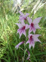 Gladiolus brachyphyllus
