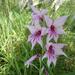 Spring Gladiolus - Photo (c) Andrew Hankey, some rights reserved (CC BY-SA), uploaded by Andrew Hankey