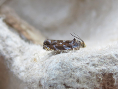 Olethreutes auricapitana