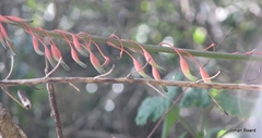 Gasteria acinacifolia