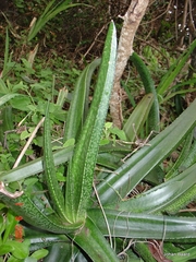 Gasteria acinacifolia