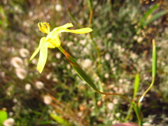 Moraea bituminosa
