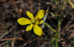 Moraea bituminosa