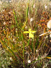 Moraea bituminosa