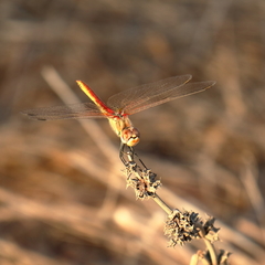 Sympetrum fonscolombii