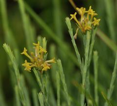 Lasiosiphon microcephalus