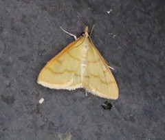 Helvibotys helvialis