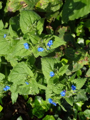 Pentaglottis sempervirens