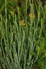 Lasiosiphon microcephalus