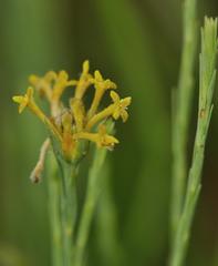 Lasiosiphon microcephalus