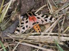 Apantesis incorrupta