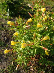Oenothera