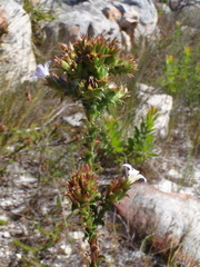 Roella amplexicaulis