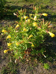 Oenothera
