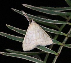 Hahncappsia pergilvalis