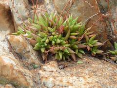 Crassula setulosa jenkinsii