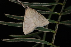 Hahncappsia pergilvalis