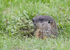 Marmota monax