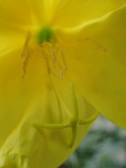 Oenothera